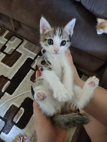 котята бесплатные: Очаровательные котята даром приучены к лотку - Породы: домашние — 3