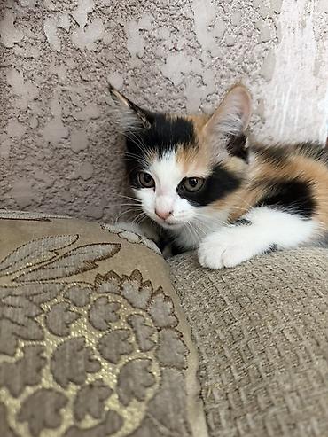 pitomnik temir: Отдам ДАРОМ домашних котят — 4