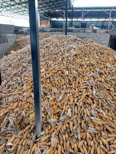 кукуруза на посев: Продаю кукурузу с доставкой московский район от 5 тонн и выше