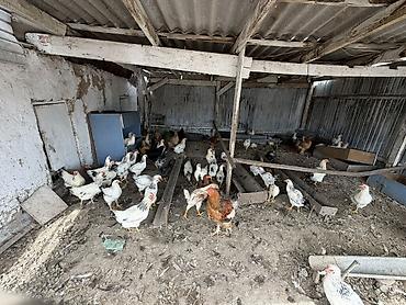 куры живые: Продаю | Куры | Домашняя | Несушки — 2