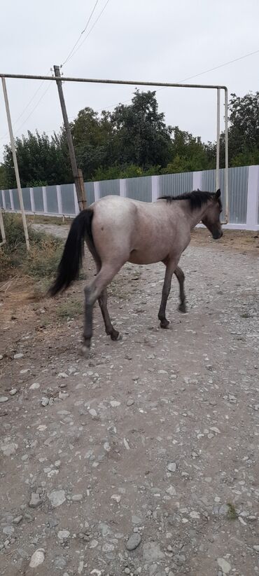 poni atlar v Azərbaycan | Kürklər: Adim Valehdir