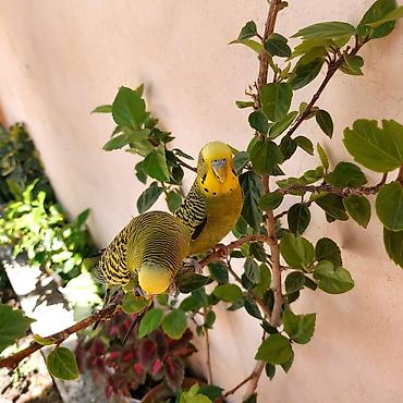 sevgi qusu: 🦜 Erkək və Dişi Cüt Dalğalı Tutuquşuları 🦜 Həyətdə belə uçub — 8