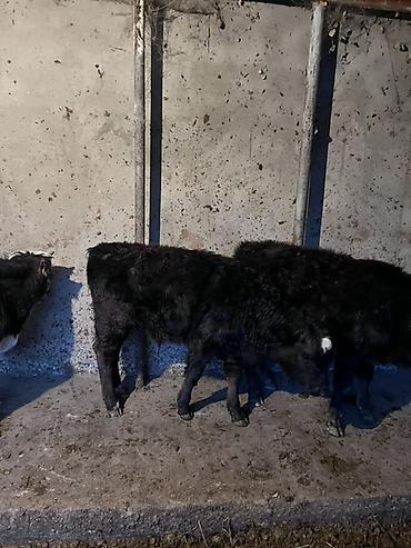 Коровы, быки: Продаю | Музоо, торпок | На откорм — 12