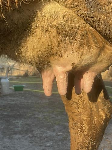 Коровы, быки: Продаю | Корова (самка) | Алатауская | Для разведения, Для молока at lalafo.kg — 14 Коровы, быки: Продаю | Корова (самка) | Алатауская | Для разведения, Для молока — 14