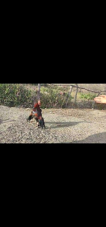 Xoruzlar: Xoruz, Heyratı, il: 3, Ödənişli çatdırılma — 8