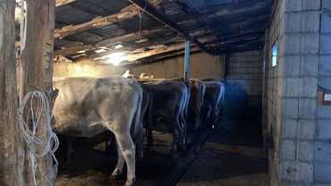 Коровы, быки: Продаю | Корова (самка) | Швицкая | Для разведения | Стельные — 11