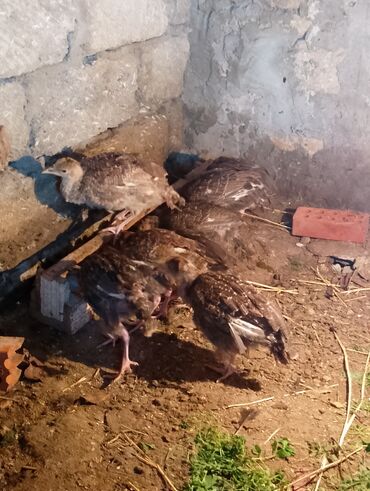 Cücələr: Hinduşka cücələri, Damazlıq — 8