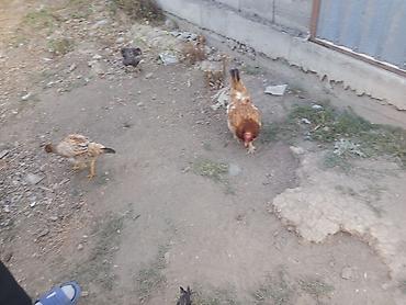 продажа курей: Продаю | Куры | Домашняя | Для разведения — 4