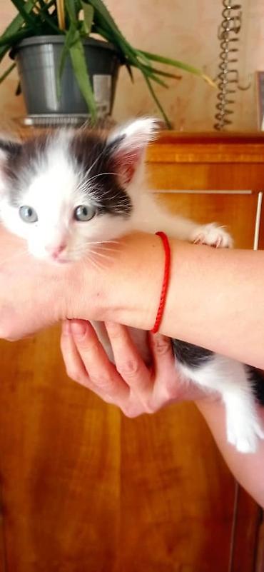 Продажа кошек: Котята, две девочки один мальчик окрасы: бело‑черный и бело‑тигровый — 2