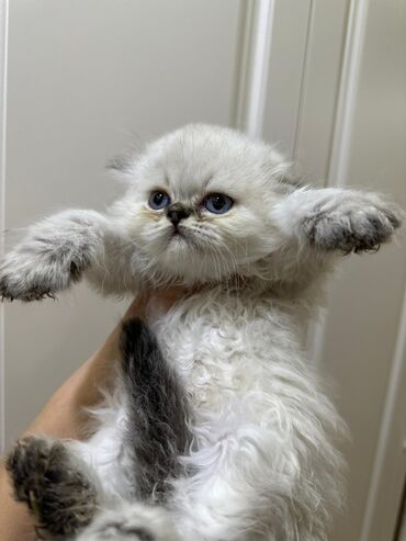 Pişiklər: Britan, Dişi — 7