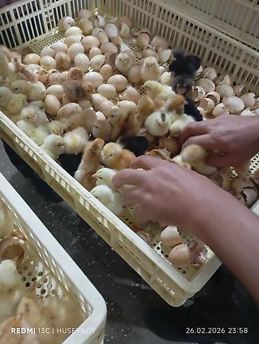 Digər quşlar: Her nov cuce satişi. xarkov çil 2m xarkov 1.50m atkas 3m avstroluq 3m — 21