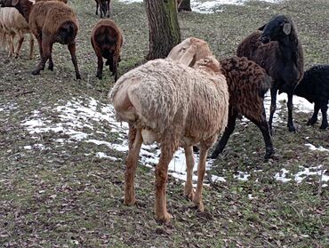 молочный коза: Продаю | Ягненок, Баран (самец) | Полукровка, Арашан | Для разведения | Племенные