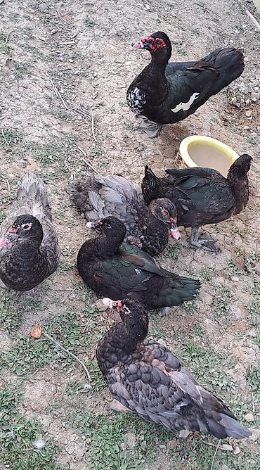 Ördəklər: Erkək, Ətlik, Pulsuz çatdırılma — 9