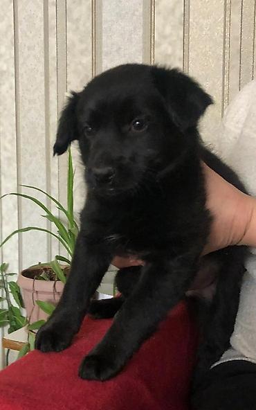 Продажа собак: 2 месяца, Самка — 2