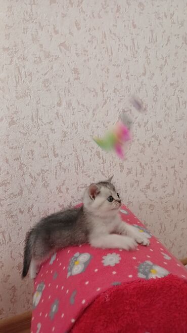 Pişiklər: Şinşilla, Erkək, Dişi, Yaxşı əllərə, Pulsuz çatdırılma — 6