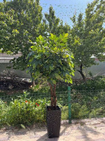 Декоративные цветы: Искусственные деревья и цветы — долговечный и стильный декор без — 22