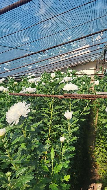 Продажа коттеджей и домов: Срочно продаётся дом- бизнес 80 кв.м. участок4.9 сот. по ул.элебесова — 20