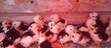 Куры, петухи: Продаю | Цыплята | Для разведения — 2