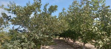 badamdar 3 massiv torpaq: 15 sot, Kənd təsərrüfatı, Kupça (Çıxarış)