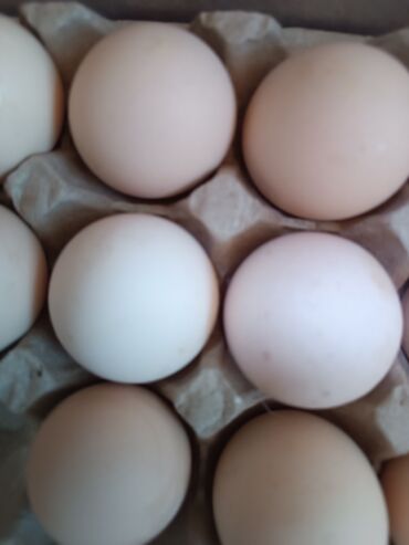 утинные яйца: Яйцо куриное свежие местные по городу Бишкек доставка есть звоните