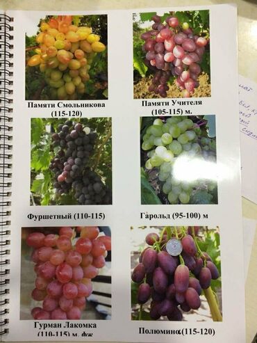 купить саженцы винограда: Семена и саженцы