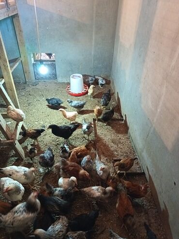 bakida cins ineklerin satisi: Курица, Для разведения, Самовывоз