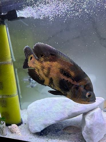 Рыбы: Срочно продам или меняю на другие рыбки большого Астронотус тигровый — 8