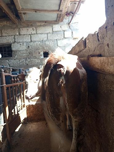 Mal-qara: 3 baş dişi duyə satılır ünvan Zığ kəndi real alıcıya endirim olacaq — 4