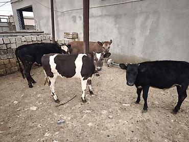 holşteyn inək: Dana, buzov, Dişi, Holsteyn, Simental, ay: 1, Südlük, Damazlıq, Ödənişli çatdırılma, Ünvandan götürmə — 9