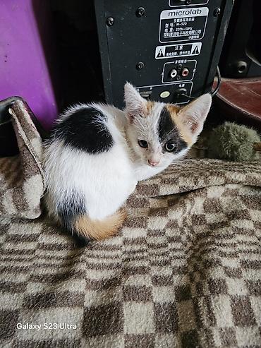 Мышыктар: Котята от домашней кошки - Помёт из трёх котят: два рыже-белых и один — 6