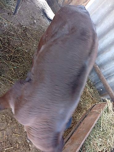 Коровы, быки: Продаю | Бык (самец) | На откорм — 7