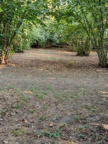 Ağaclar: Salam bağ Qəbələ rayon Nic qəsəbəsində dir bağ 67 sotdan ibarətdir 170 — 2