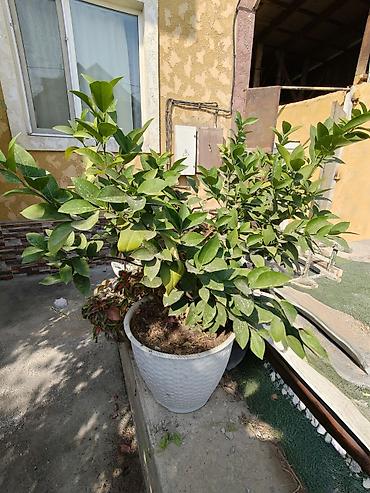 🍋 Лимонное дерево — 2500 сом Продаётся красивое, ухоженное лимонное
