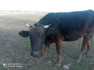 Коровы, быки: Продаю | Корова (самка) | Голштин, Алатауская | Для разведения | Стельные