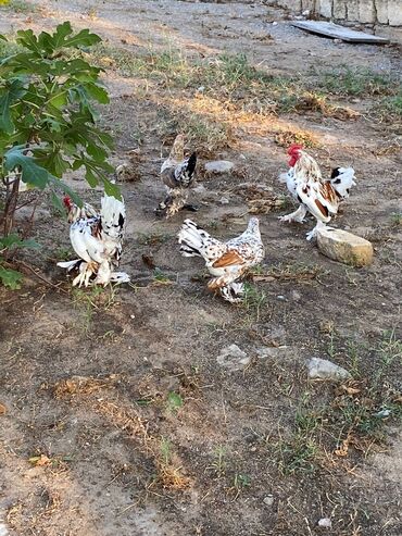 Akvariumlar: Toyuq, Milflör, Damazlıq