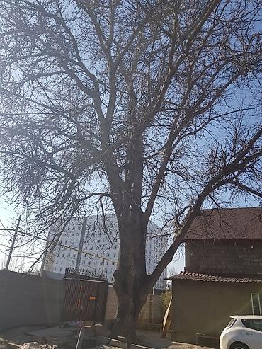 курага: Продаю 2 дерева на дрова ! 1 орех 1 курагач . большие деревья на — 6
