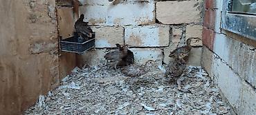 brama cucesi: Qırqovul balalrı. 1 ay olar almışam . Aldığım adam zümrüd və Qafqaz — 2