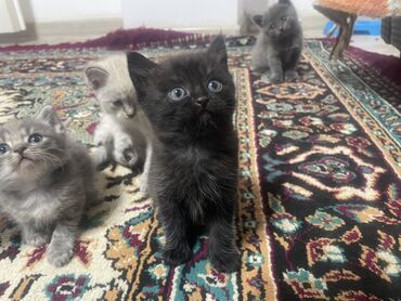 шотландская прямоухая кошка цена: Котята домашние, прямоухие помёт разноцветный. На фото видно 5