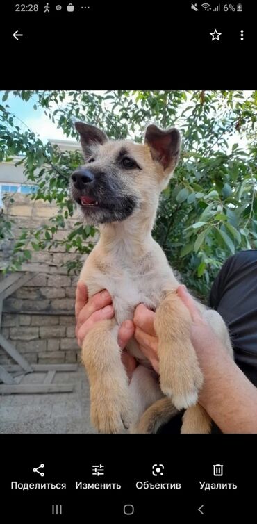 собаку в хорошие руки в Азербайджан | Коты: Отдадим в хорошие руки, добрых щенят. Щенкам 4 месяца, смесь