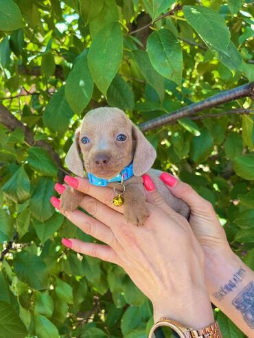 Psi: Odgajivacnica pasa "Happy Puppies" ima u ponudi patuljaste jazavicare — 9