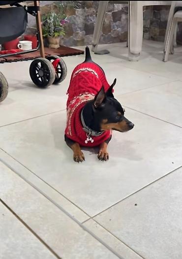 toy terrier: İt üçün isti trikotaj sviterlər - Model: kiçik cins itlər üçün — 2