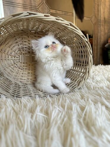 Pişiklər: Britan yastı qulaq, Erkək, Dişi, Yaxşı əllərə, Ünvandan götürmə, Pulsuz çatdırılma, Ödənişli çatdırılma — 22