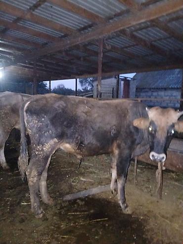 herati xoruz satisi: 6 dənə erkək dana 3 altında əmir körpə heyvanlardı münasib qiymətə — 7