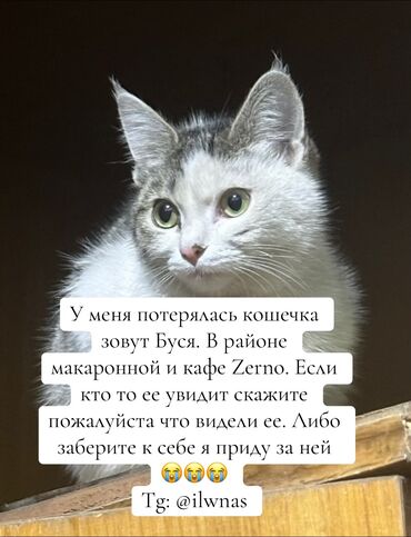 шотландская золотая шиншилла купить: Жоголгон : Породасыз, Ургаачы, Ак