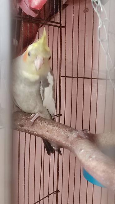danisan qus: Nimfa tutuquşu (Cockatiel) - Növ: Nimfa (Nymphicus hollandicus) — 1