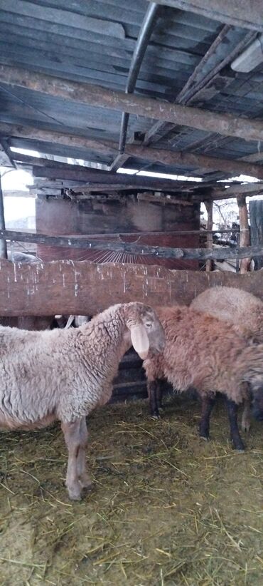 Бараны, овцы: Продаю | Баран (самец) | Для разведения | Осеменитель at lalafo.kg — 4 Бараны, овцы: Продаю | Баран (самец) | Для разведения | Осеменитель — 4