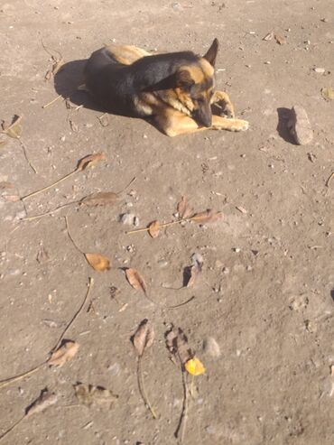 продажа собак в бишкеке: Даром 5 щенков папа овчарка мама дворовая мама отлично ловит крыс