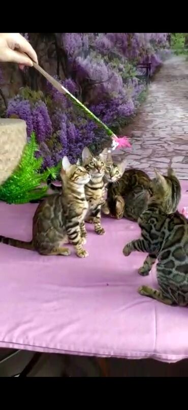 Продажа кошек: Бенгальские котята Проф.Питомник Бен Гла Мур предлагает.чудесных — 30