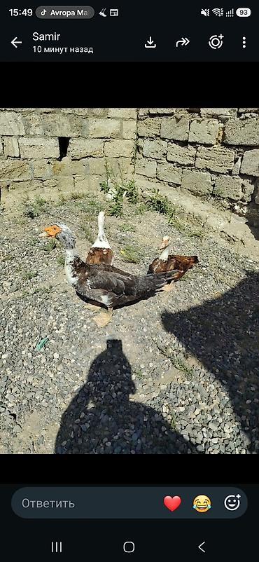 quzu sekli: Dişi, | Lal ördək, Damazlıq, Ödənişli çatdırılma, Ünvandan götürmə, Rayonlara çatdırılma — 1