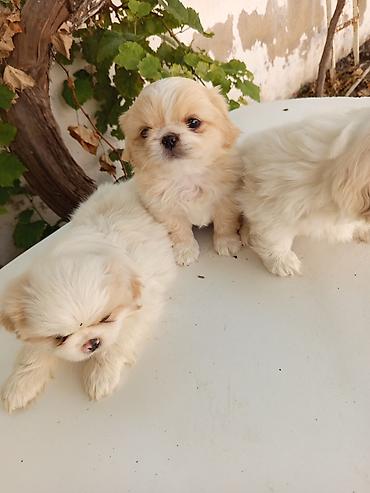 xasqi balası: 45 günlük Pekines balaları gısa burun təmiz cins iki erkek bir — 4